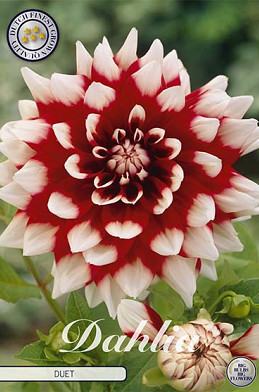 Dahlia Deco. Duet x 1 I .