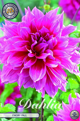 Dahlia Deco. Emory Paul x1 I .