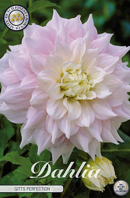 Dahlia Deco. Gitts Perfection x1 I