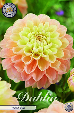 Dahlia Deco. Honey Dew x1 I .