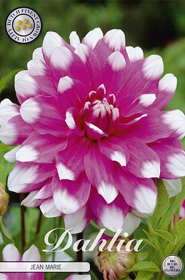 Dahlia Deco. Jean Marie  x 1 I .