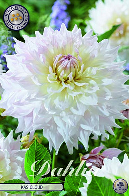 Dahlia Deco. Kas Cloud x1 I .