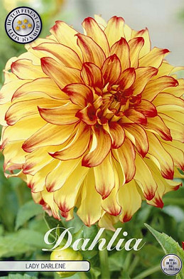 Dahlia Deco. Lady Darlene x 1 I .