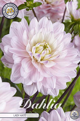 Dahlia Deco. Lady Kate x1 I