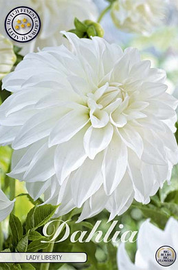 Dahlia Deco. Lady Liberty x 1 I .