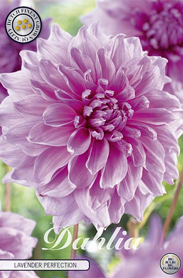 Dahlia Deco. Lavender Perfection x 1 I .