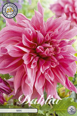 Dahlia Deco. Maki x1 I