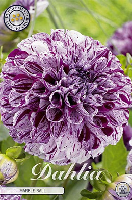 Dahlia Pompon Marble ball x 1 I .