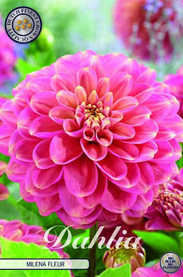 Dahlia Deco. Milena Fleur x1 I .