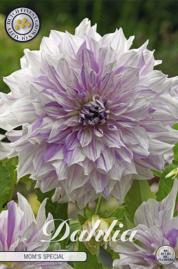 Dahlia Deco. Mom's Special x 1 I .