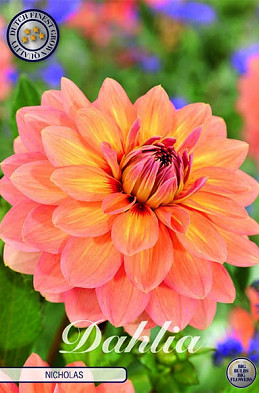 Dahlia Deco. Nicholas x1 I .