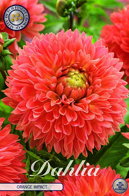 Dahlia Deco. Orange Impact x1 I .