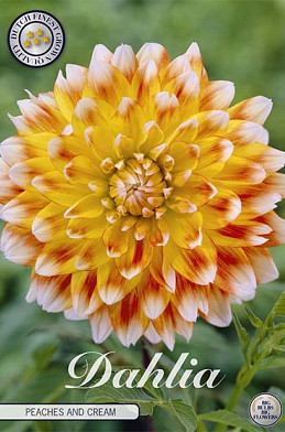 Dahlia Deco. Peaches and Cream x 1 I .