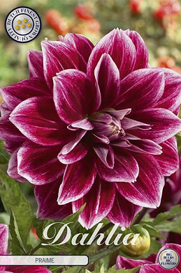 Dahlia Deco. Praime x 1 I .