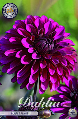 Dahlia Deco. Purple Flame x1 I .