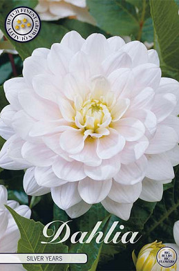 Dahlia Deco. Silver Years x 1 I .