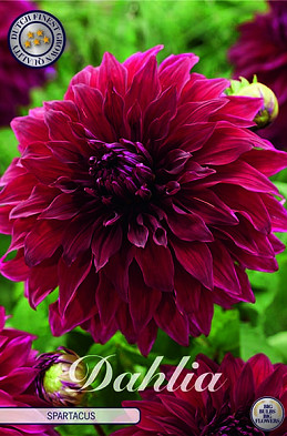 Dahlia Deco. Spartacus x1 I .