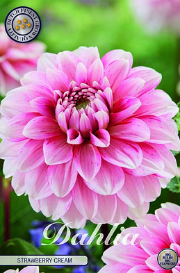 Dahlia Deco. Strawberry Cream x1 I .