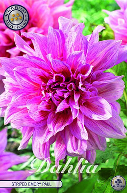 Dahlia Deco. Striped Emory Paul x1 I .