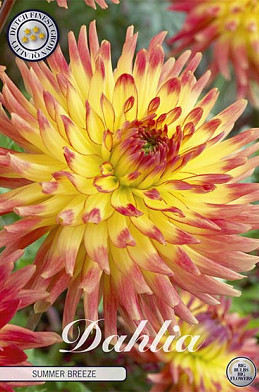 Dahlia Deco. Summer Breeze x 1 I .