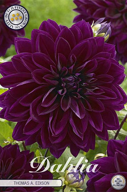 Dahlia Deco. Thomas A. Edison x 1 I .