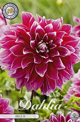 Dahlia Deco. Uncle B x 1 I .