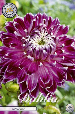 Dahlia Deco. Vancouver x 1 I .