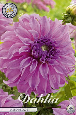 Dahlia Deco. Vassio Meggos x 1 I .