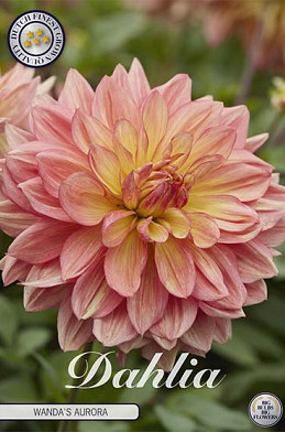 Dahlia Deco. Wanda's Aurora x1 I