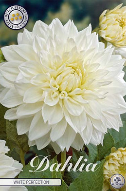 Dahlia Deco. White Perfection x 1 I .