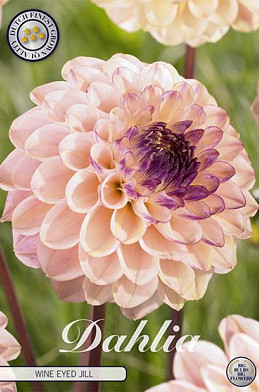 Dahlia Pompon Wine eyed jill x 1 I .