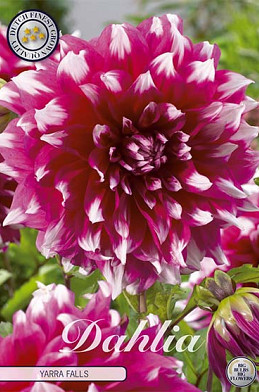 Dahlia Deco. Yarra Falls x 1 I .