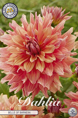 Dahlia Deco. Belle of Barmera x1 I