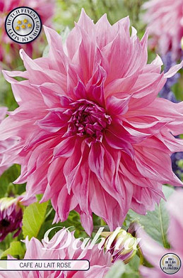 Dahlia Deco. Cafe au Lait Rosé x1 I