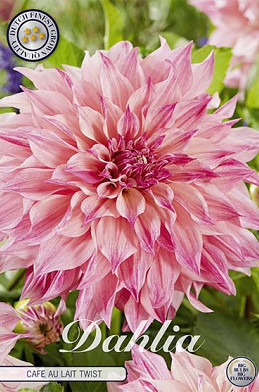 Dahlia Deco. Cafe au Lait Twist x1 I