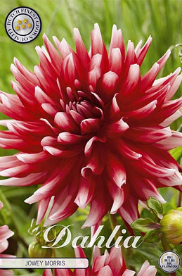 Dahlia Deco. Jowey Morris x1 I