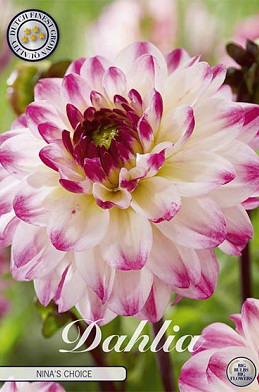 Dahlia Deco. Nina's Choice x1 I