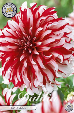 Dahlia Deco. Santa Claus x1 I