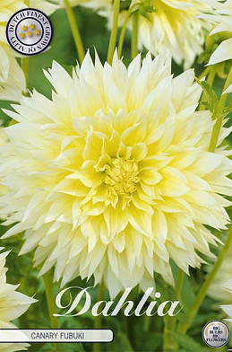 Dahlia Fubuki Canary x 1 I .