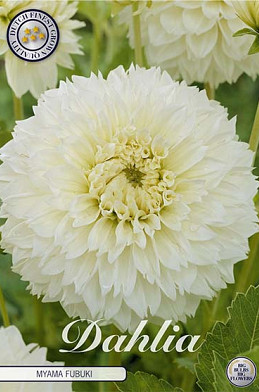 Dahlia Fubuki Myama x 1 I .