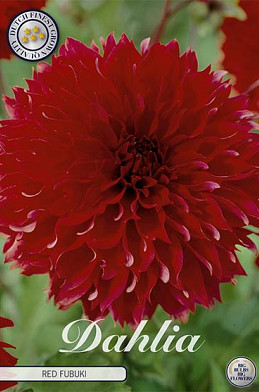 Dahlia Fubuki Red  x 1 I .