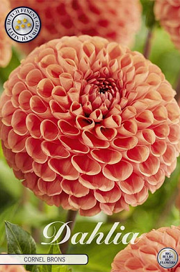 Dahlia Pompon Cornel Brons x 1 I .