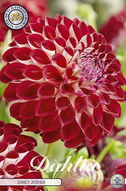 Dahlia Pompon Jowey Joshua x1 I