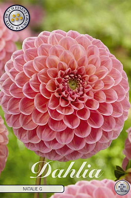 Dahlia Pompon Natalie G x1 I