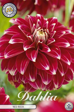 Dahlia Pompon Red Rock x 1 1 .