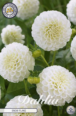 Dahlia Pompon Snow Flake x 1 I .