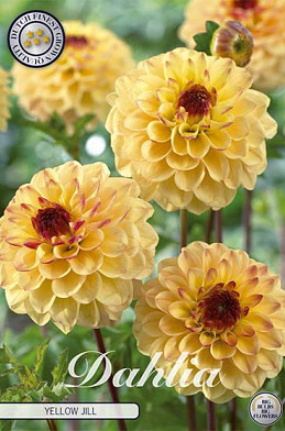 Dahlia Pompon Yellow Jill x 1 I .