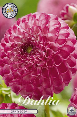 Dahlia Pompon Zippity Do Da  I