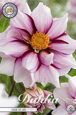 Dahlia Special Edge of Joy x 1 I .