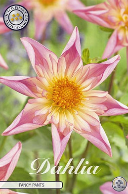 Dahlia Special Fancy Pants x 1 I .